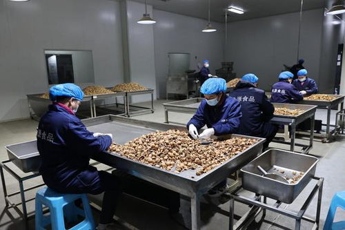 小核桃做出大产业